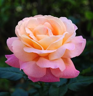 Gardenia roze