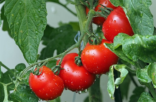 Tomaten helpen je beter slapen dankzij lycopeen