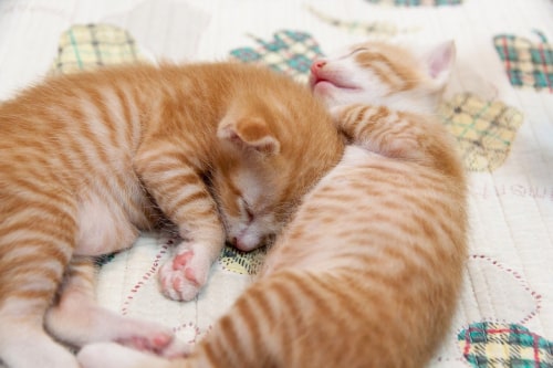 2 Katten slapen samen